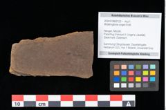 Foto (Objekt + Etikett) von Widdringtonia ungeri Endl. (NHMW-GEO-2024-0188-0123)